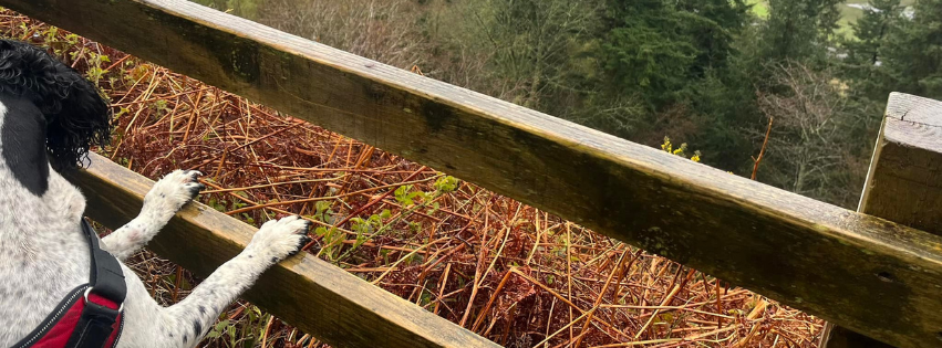 Motorhoming with your dog